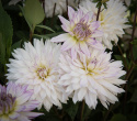Dekorativ dahlia ''Crazy Love'' 1 stk.