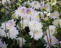 Dekorativ dahlia ''Crazy Love'' 1 stk.