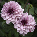 Åkandedahlia ''Crème de Cassis'' 1 stk.
