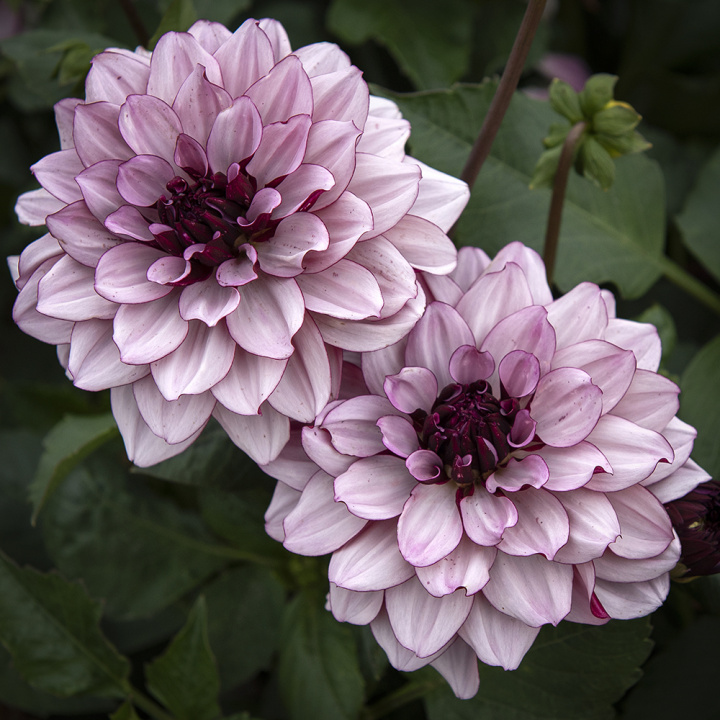 Åkandedahlia ''Crème de Cassis'' 1 stk.