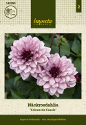 Åkandedahlia ''Crème de Cassis'' 1 stk.
