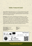 Åkandedahlia ''Crème de Cassis'' 1 stk.