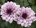 Åkandedahlia ''Crème de Cassis'' 1 stk.
