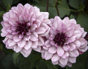 Åkandedahlia ''Crème de Cassis'' 1 stk.