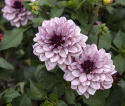 Åkandedahlia ''Crème de Cassis'' 1 stk.