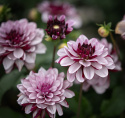 Åkandedahlia ''Crème de Cassis'' 1 stk.