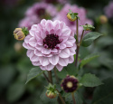 Åkandedahlia ''Crème de Cassis'' 1 stk.