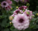 Åkandedahlia ''Crème de Cassis'' 1 stk.