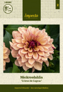 Åkandedahlia ''Crème de Cognac'' 1 stk.