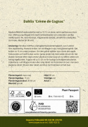 Åkandedahlia ''Crème de Cognac'' 1 stk.