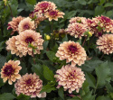Åkandedahlia ''Crème de Cognac'' 1 stk.