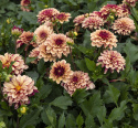 Åkandedahlia ''Crème de Cognac'' 1 stk.