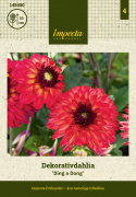 Dekorativ dahlia ''Ding a Dong'' 1 stk.