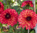 Dekorativ dahlia ''Ding a Dong'' 1 stk.