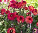 Dekorativ dahlia ''Ding a Dong'' 1 stk.