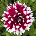 Dekorativ dahlia ''Duet'' 1 stk.