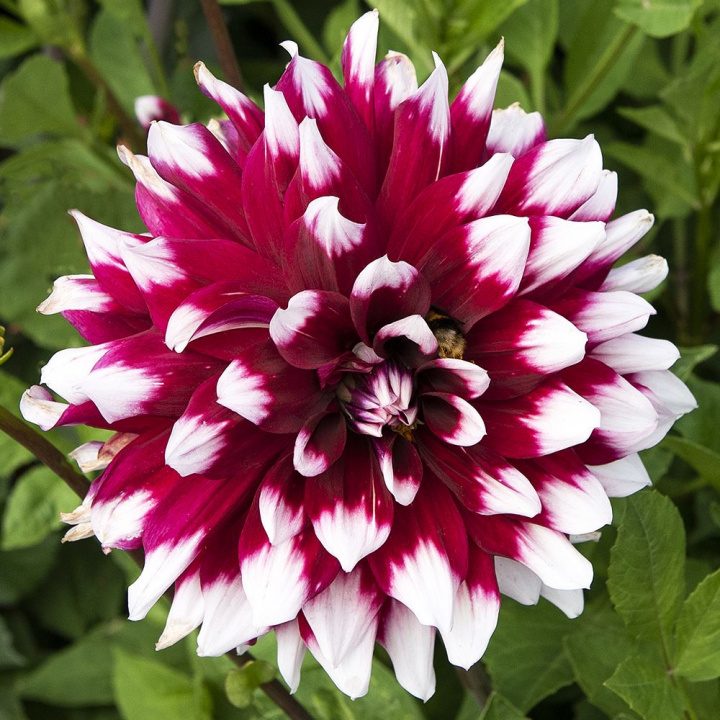 Dekorativ dahlia ''Duet'' 1 stk.