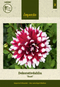Dekorativ dahlia ''Duet'' 1 stk.