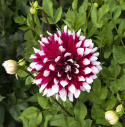 Dekorativ dahlia ''Duet'' 1 stk.