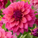 Dekorativ dahlia 'Feline Yvonne', ca. 10-15 cm store, fyldte blomster i intensiv rosa med et strejf af abrikos og purpurfarvede knopper. 