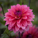 Dekorativ dahlia 'Feline Yvonne', ca. 10-15 cm store, fyldte blomster i intensiv rosa med et strejf af abrikos og purpurfarvede knopper. 