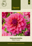 Dekorativ dahlia 'Feline Yvonne', ca. 10-15 cm store, fyldte blomster i intensiv rosa med et strejf af abrikos og purpurfarvede knopper. 