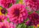 Dekorativ dahlia 'Feline Yvonne', ca. 10-15 cm store, fyldte blomster i intensiv rosa med et strejf af abrikos og purpurfarvede knopper. 