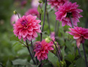 Dekorativ dahlia 'Feline Yvonne', ca. 10-15 cm store, fyldte blomster i intensiv rosa med et strejf af abrikos og purpurfarvede knopper. 