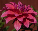 Dekorativ dahlia 'Feline Yvonne', ca. 10-15 cm store, fyldte blomster i intensiv rosa med et strejf af abrikos og purpurfarvede knopper. 