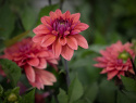 Dekorativ dahlia 'Feline Yvonne', ca. 10-15 cm store, fyldte blomster i intensiv rosa med et strejf af abrikos og purpurfarvede knopper. 