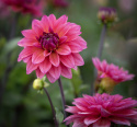 Dekorativ dahlia 'Feline Yvonne', ca. 10-15 cm store, fyldte blomster i intensiv rosa med et strejf af abrikos og purpurfarvede knopper. 