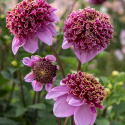 Anemondahlia 'Fenna Baaij', ca. 10-15 cm store, lavendelrosa blomster med stor og tæt midterkrone i lilla og gyldengult.