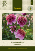 Anemondahlia 'Fenna Baaij', ca. 10-15 cm store, lavendelrosa blomster med stor og tæt midterkrone i lilla og gyldengult.