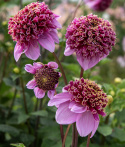 Anemondahlia 'Fenna Baaij', ca. 10-15 cm store, lavendelrosa blomster med stor og tæt midterkrone i lilla og gyldengult.