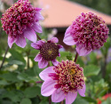 Anemondahlia 'Fenna Baaij', ca. 10-15 cm store, lavendelrosa blomster med stor og tæt midterkrone i lilla og gyldengult.
