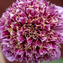 Anemondahlia 'Fenna Baaij', ca. 10-15 cm store, lavendelrosa blomster med stor og tæt midterkrone i lilla og gyldengult.