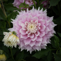 Dinnerplatedahlia 'Gitts Perfection', ca. 20-25 cm store, fyldte blomster i forskellige nuancer af sart rosa med cremehvide kronbladsspidser.