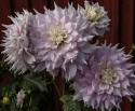 Dinnerplatedahlia 'Gitts Perfection', ca. 20-25 cm store, fyldte blomster i forskellige nuancer af sart rosa med cremehvide kronbladsspidser.