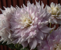Dinnerplatedahlia 'Gitts Perfection', ca. 20-25 cm store, fyldte blomster i forskellige nuancer af sart rosa med cremehvide kronbladsspidser.