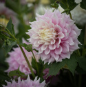 Dinnerplatedahlia 'Gitts Perfection', ca. 20-25 cm store, fyldte blomster i forskellige nuancer af sart rosa med cremehvide kronbladsspidser.