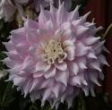 Dinnerplatedahlia 'Gitts Perfection', ca. 20-25 cm store, fyldte blomster i forskellige nuancer af sart rosa med cremehvide kronbladsspidser.