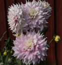 Dinnerplatedahlia 'Gitts Perfection', ca. 20-25 cm store, fyldte blomster i forskellige nuancer af sart rosa med cremehvide kronbladsspidser.
