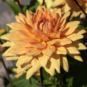 Dekorativ dahlia ''Glorie van Noordwijk'' 1 stk.