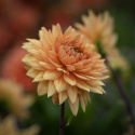 Dekorativ dahlia ''Glorie van Noordwijk'' 1 stk.