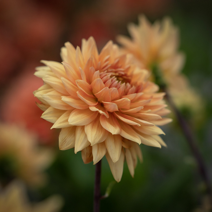 Dekorativ dahlia ''Glorie van Noordwijk'' 1 stk.