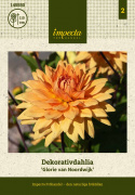Dekorativ dahlia ''Glorie van Noordwijk'' 1 stk.
