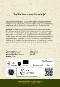 Dekorativ dahlia 'Glorie van Noordwijk' 1 stk.