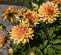 Dekorativ dahlia ''Glorie van Noordwijk'' 1 stk.
