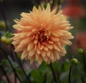 Dekorativ dahlia ''Glorie van Noordwijk'' 1 stk.