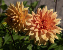 Dekorativ dahlia ''Glorie van Noordwijk'' 1 stk.